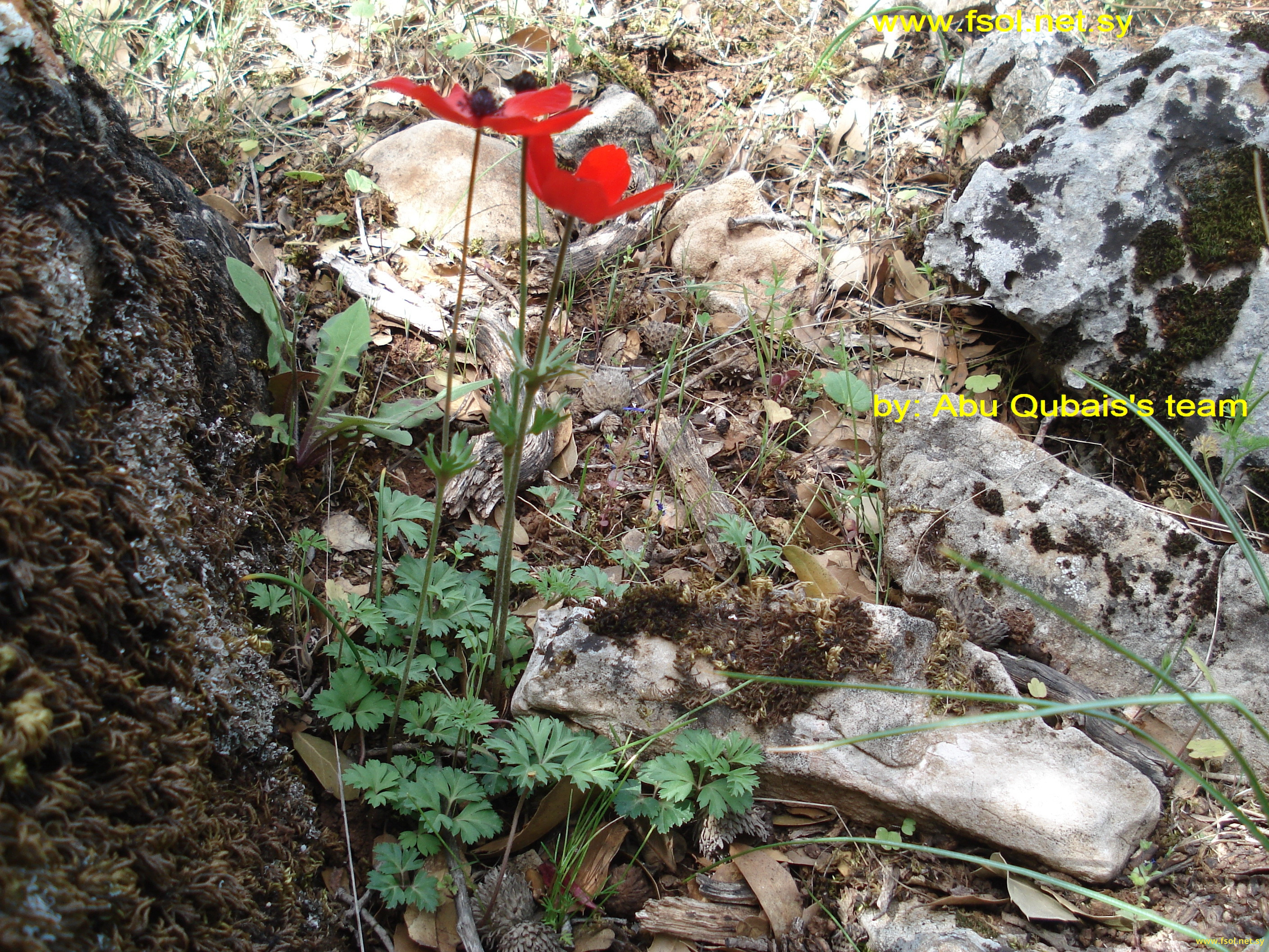 Anemone coronaria L.